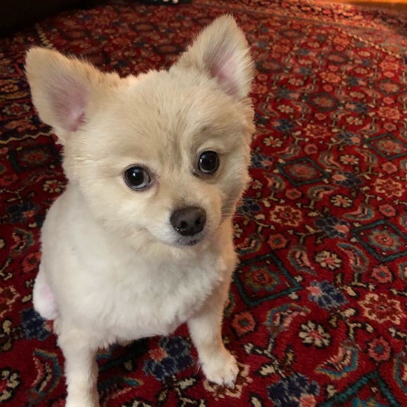 Meet your Posher, Christi - Picture 1 of 1